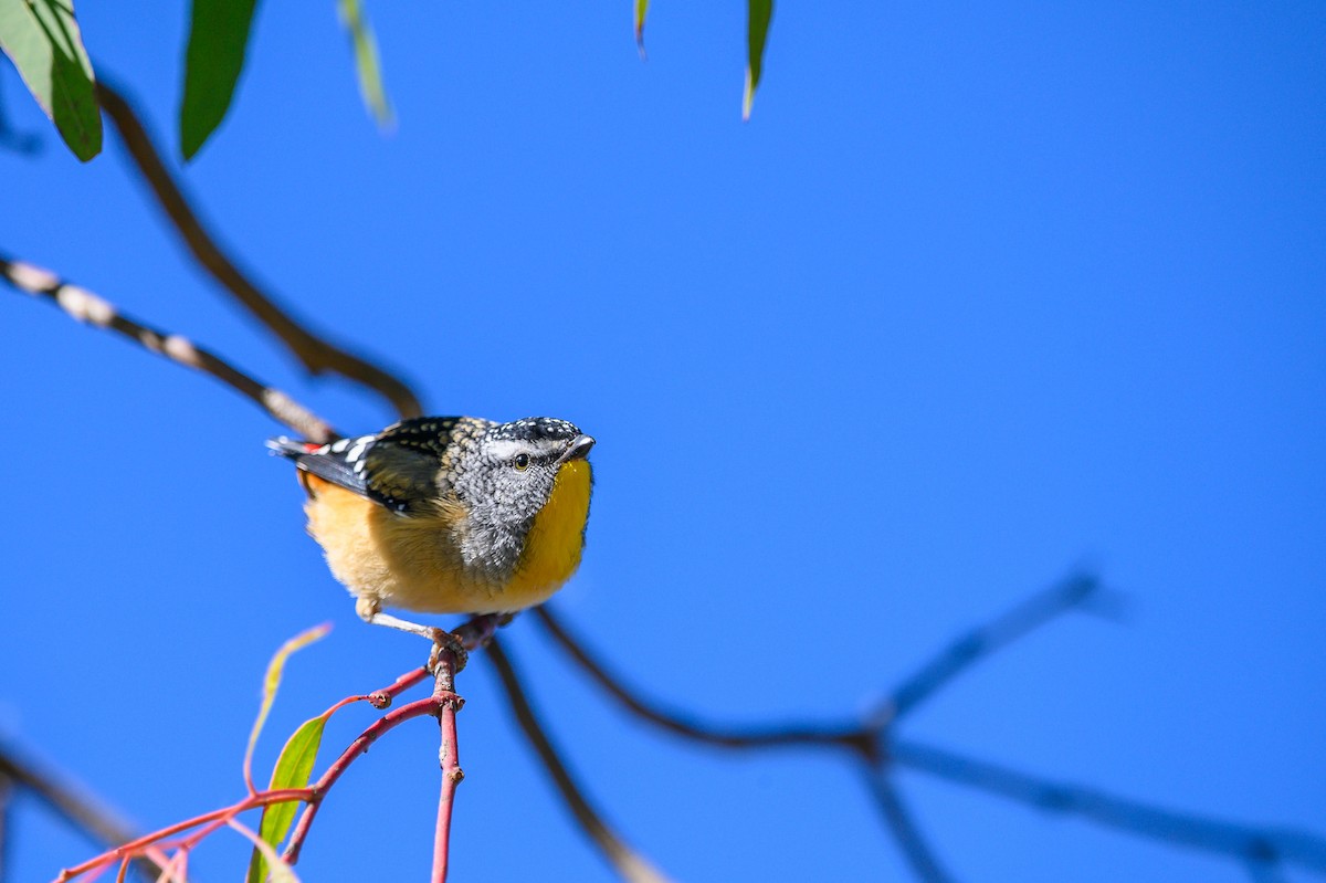 Spotted Pardalote - Tod Spencer