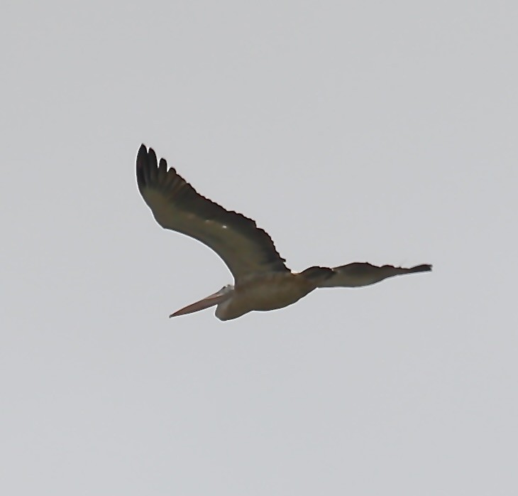 Spot-billed Pelican - Mark  Hogarth