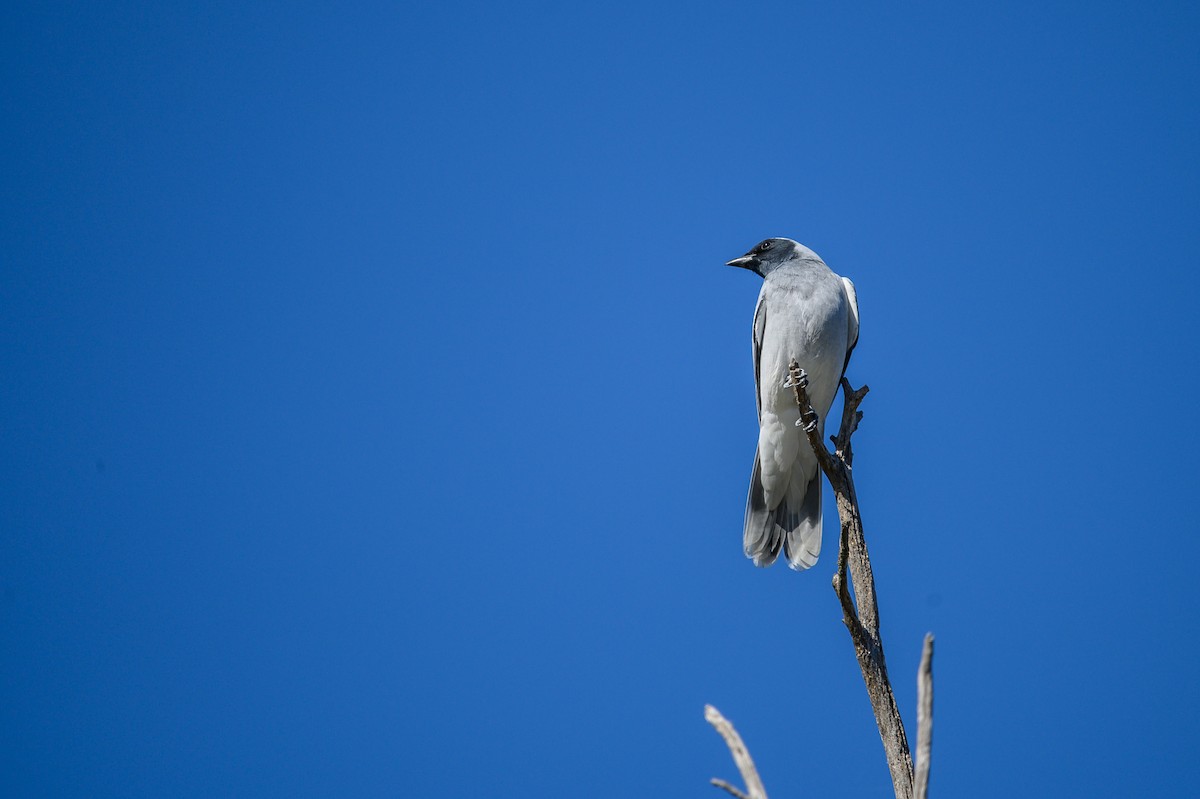 Black-faced Cuckooshrike - Tod Spencer