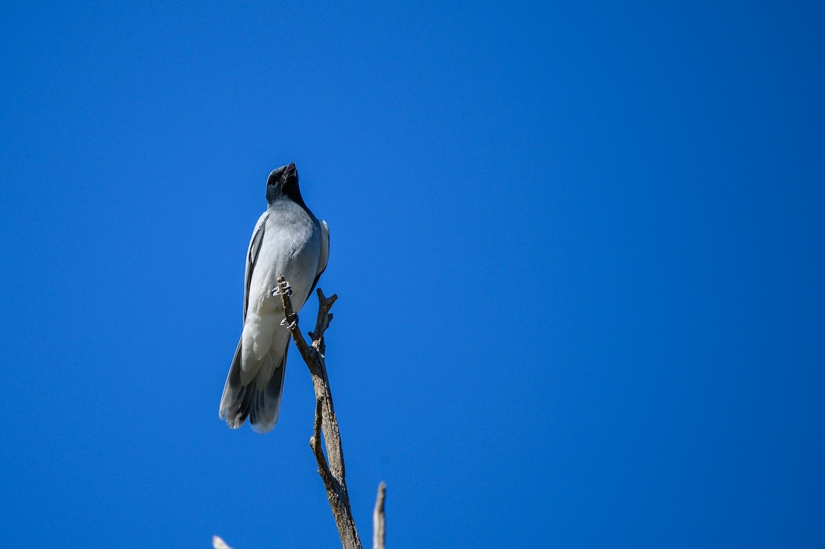 Black-faced Cuckooshrike - Tod Spencer