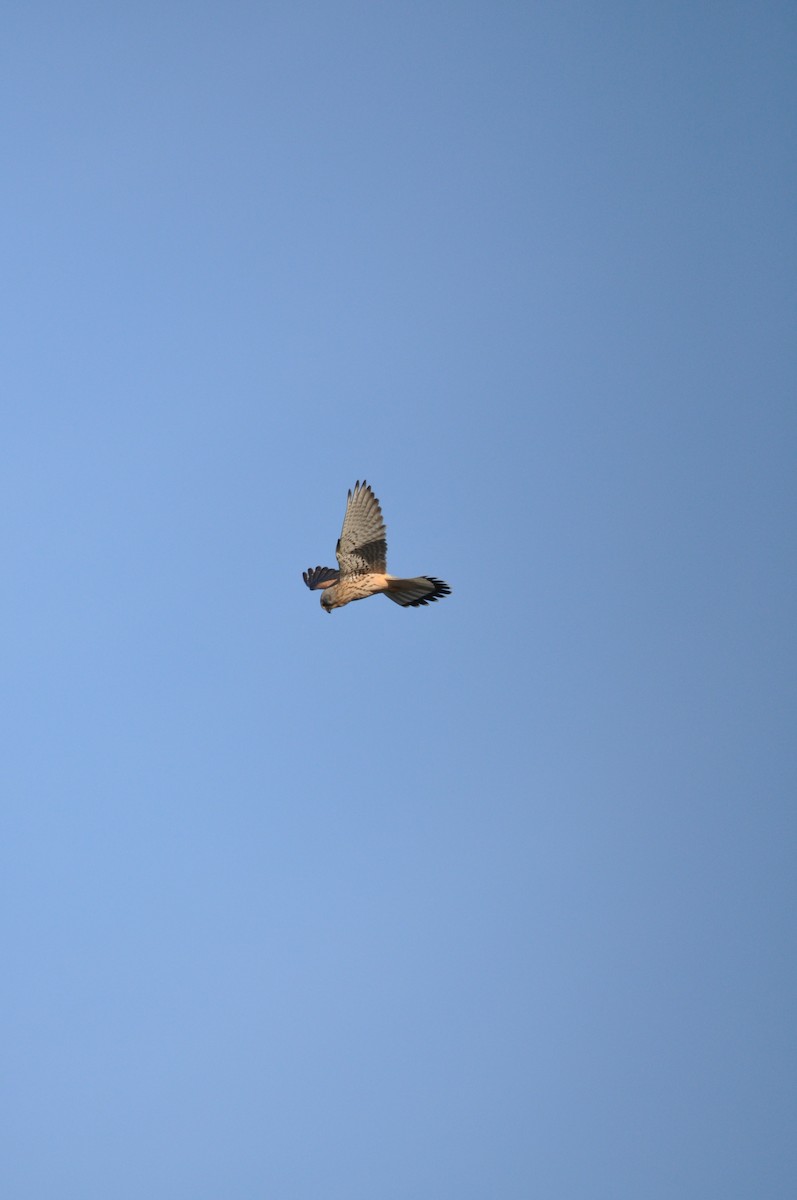 Eurasian Kestrel - Samuel Hilaire