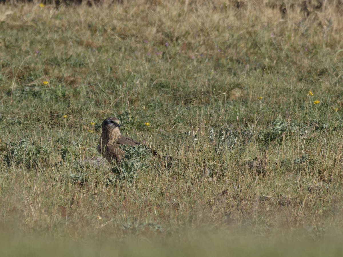 Montagu's Harrier - Juan Parra Caceres