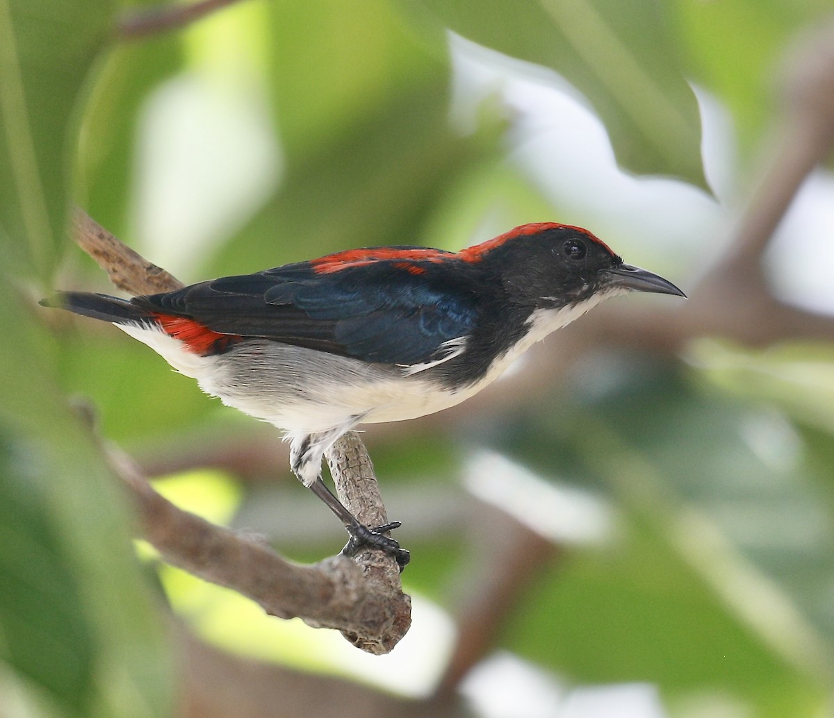 Scarlet-backed Flowerpecker - Mark  Hogarth