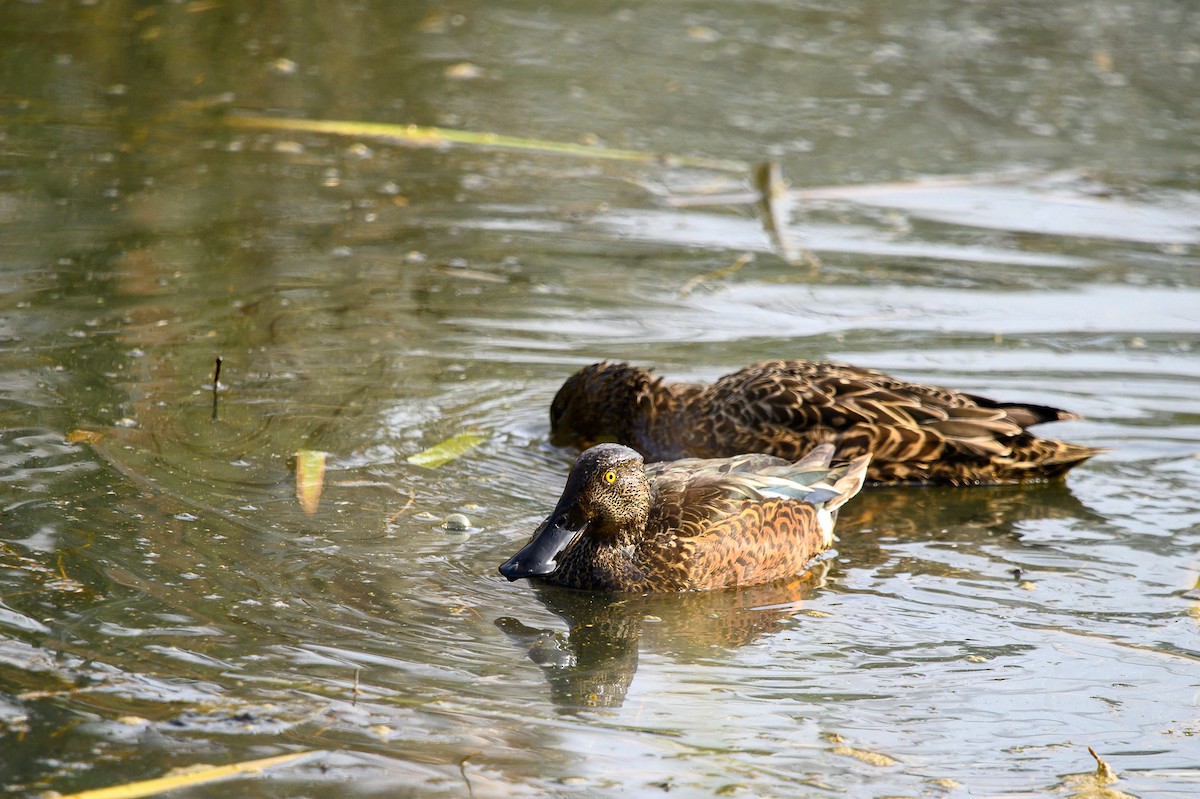 Australasian Shoveler - Tod Spencer