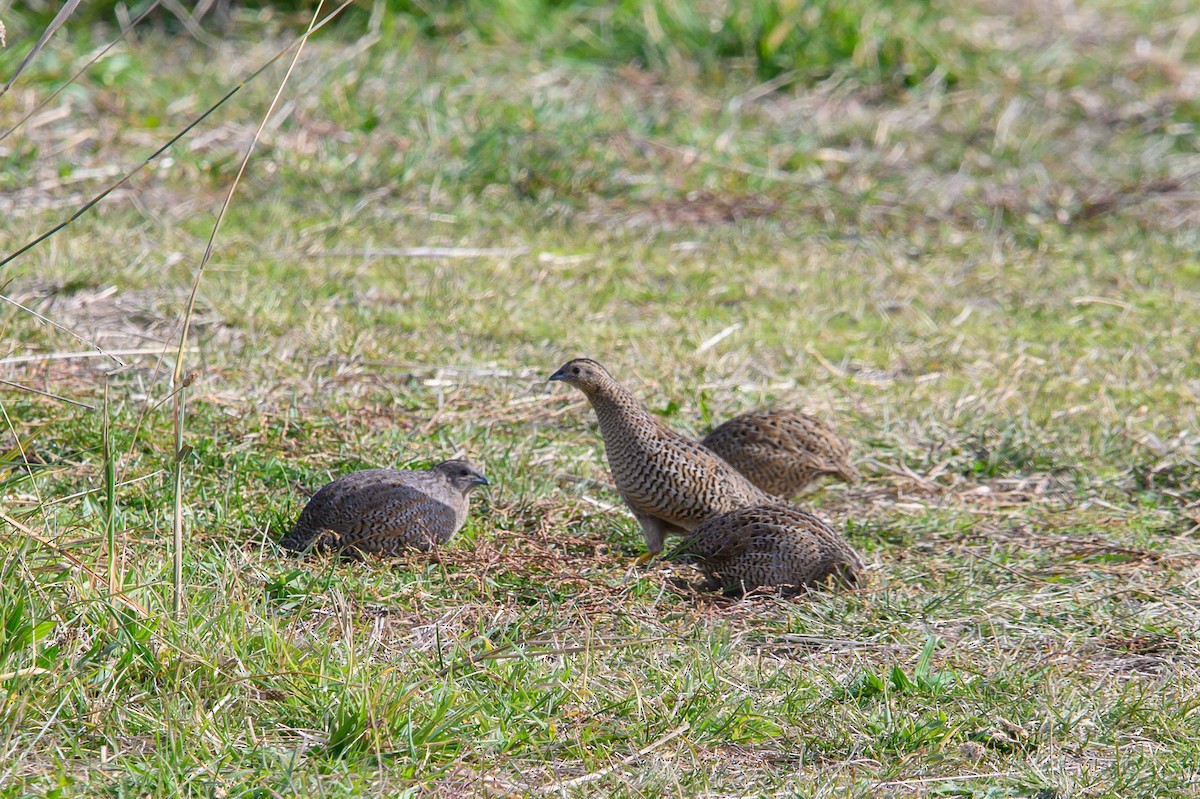 Brown Quail - Tod Spencer