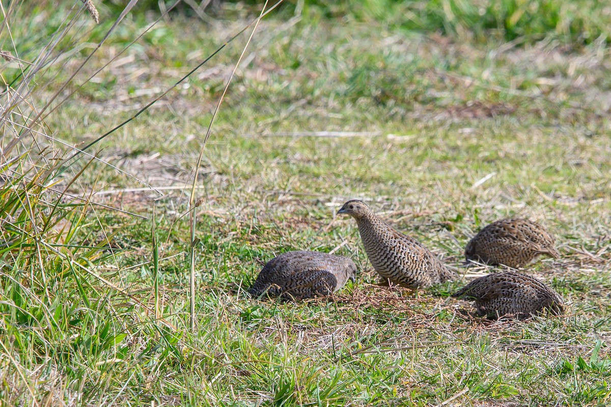 Brown Quail - Tod Spencer