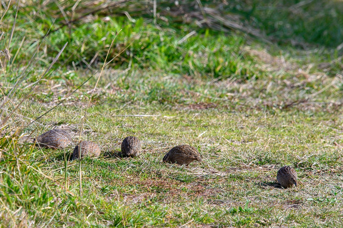 Brown Quail - Tod Spencer