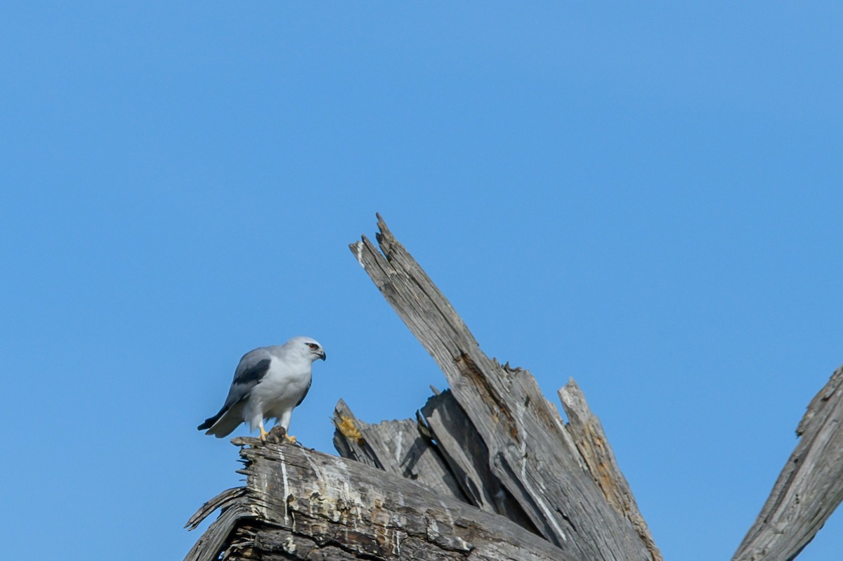 Black-shouldered Kite - ML619477613