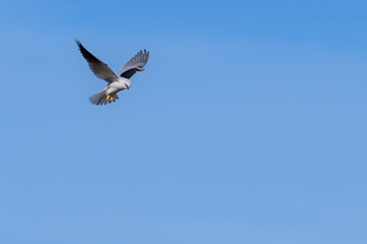 Black-shouldered Kite - Tod Spencer