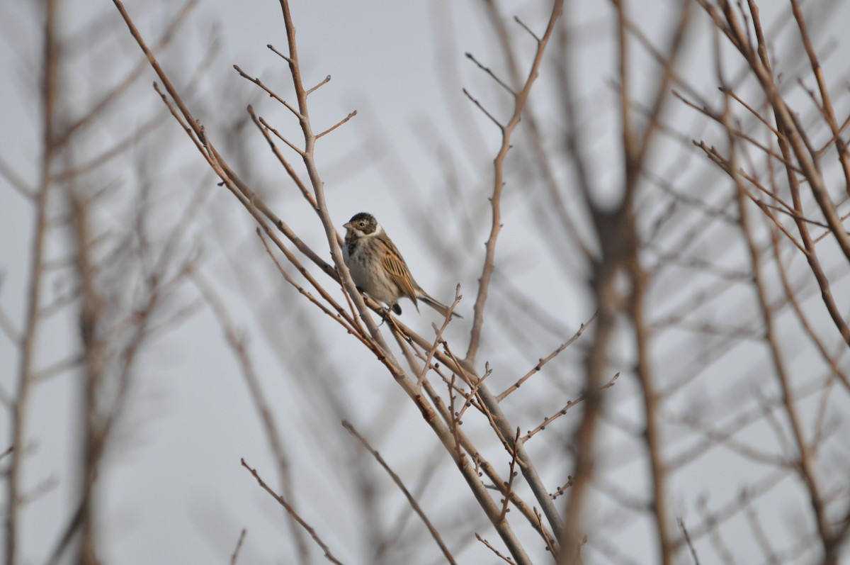 Reed Bunting - Samuel Hilaire