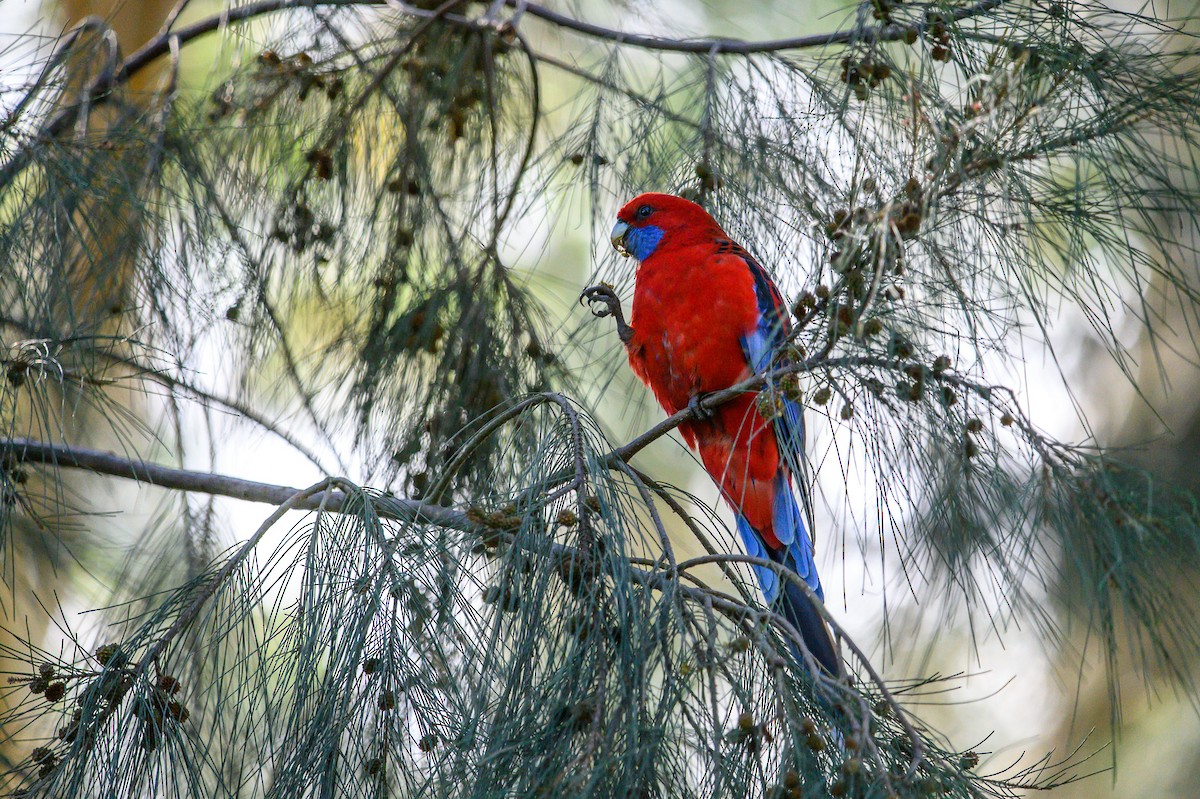 Crimson Rosella - Tod Spencer