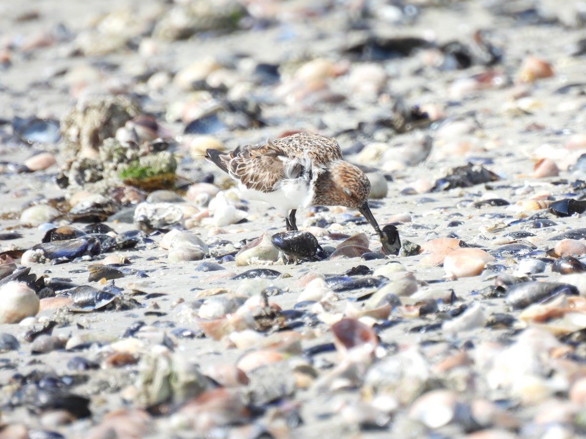 Sanderling - pierre geoffray