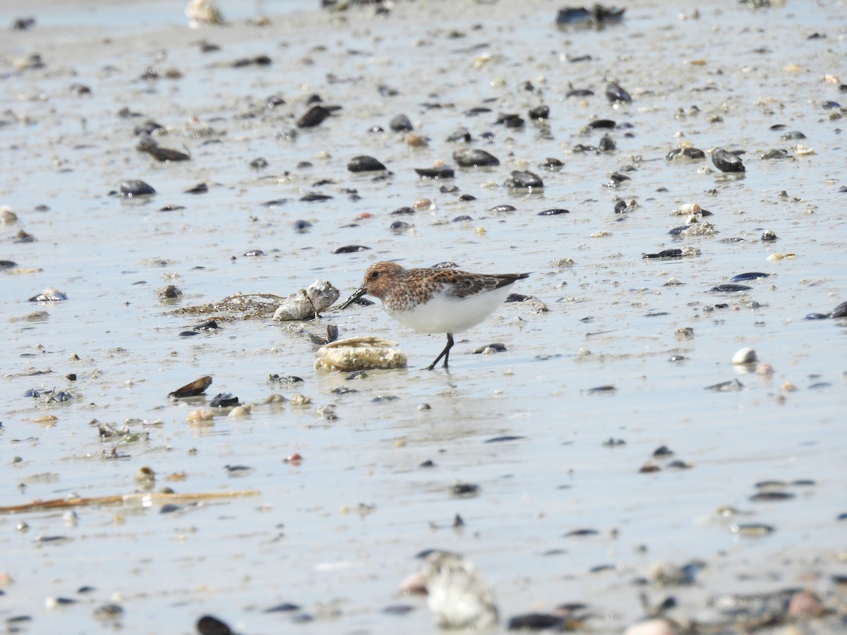 Sanderling - pierre geoffray