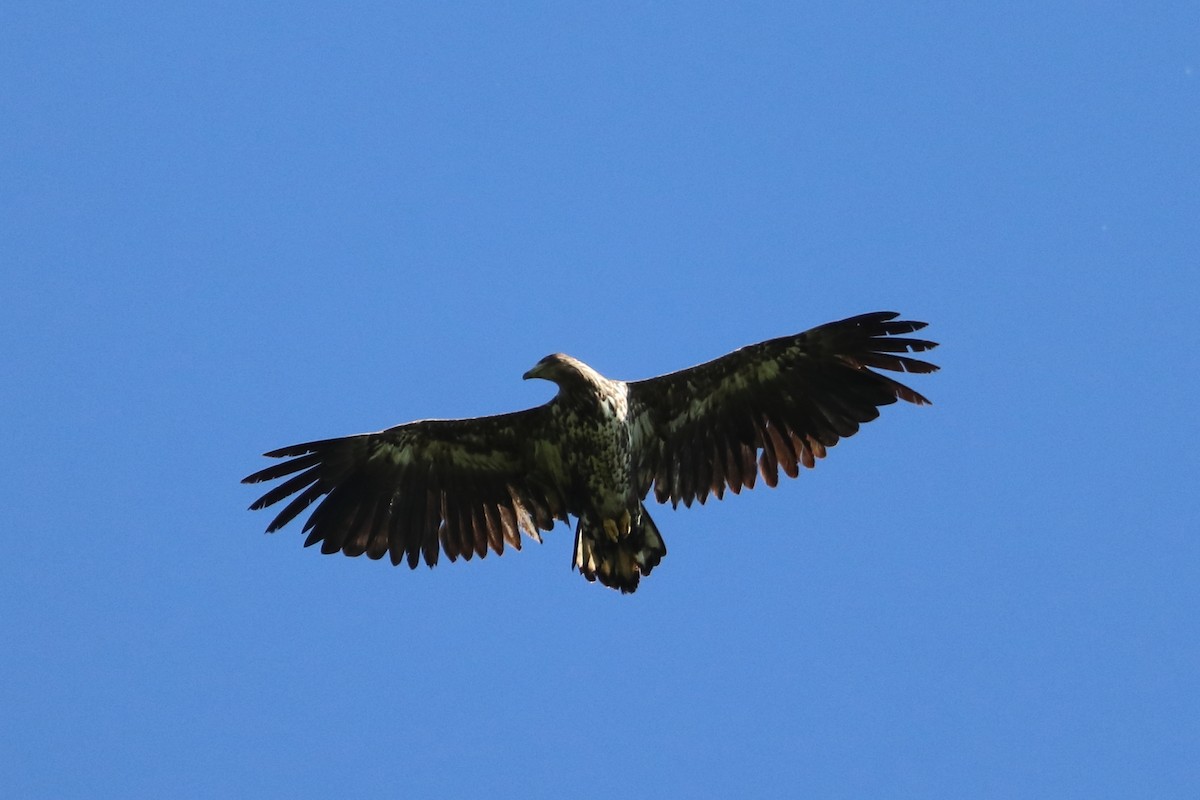 White-tailed Eagle - Tetiana Lavynska