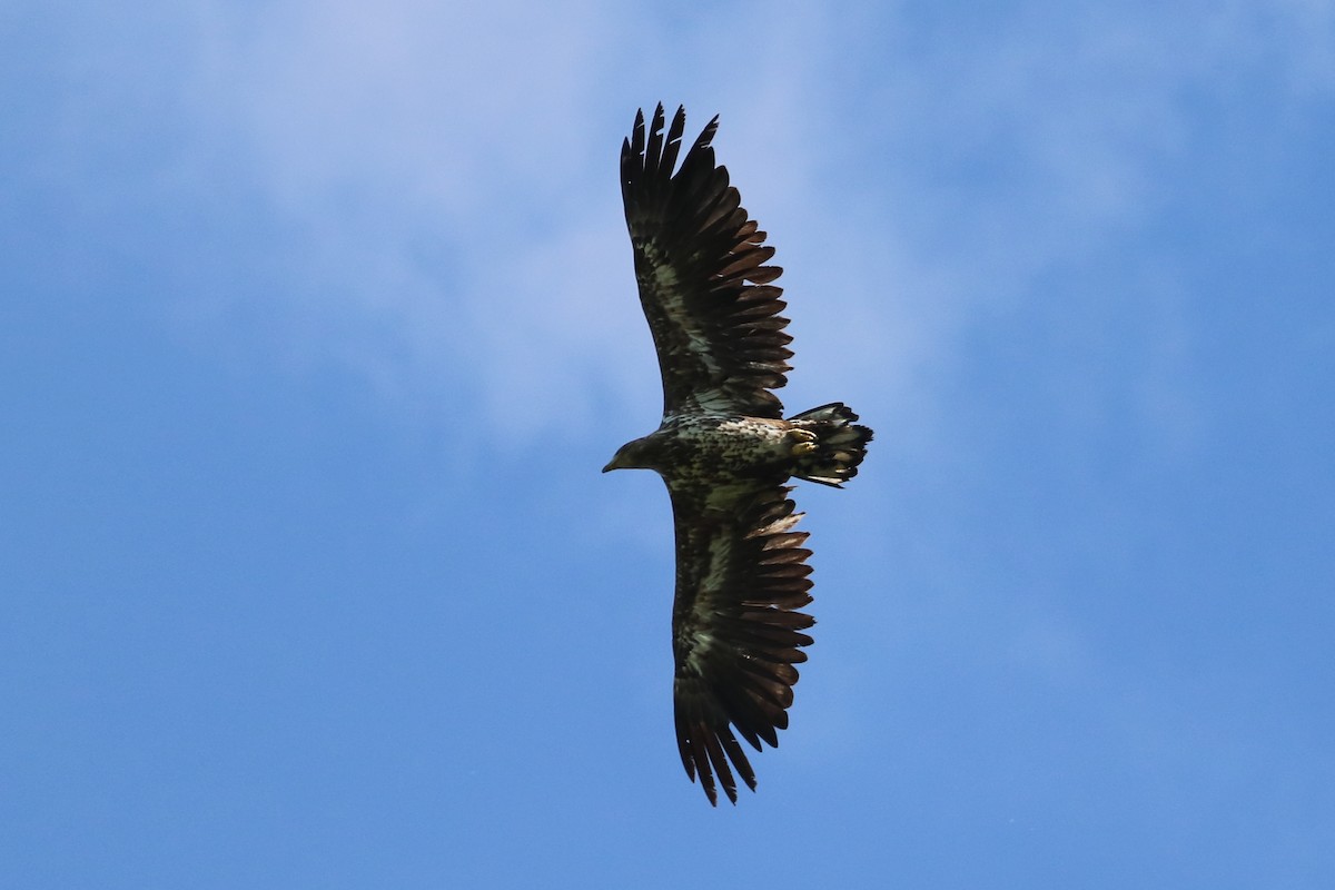 White-tailed Eagle - Tetiana Lavynska