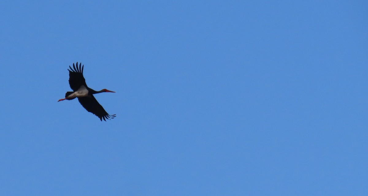 Black Stork - Nicholas Fordyce - Birding Africa