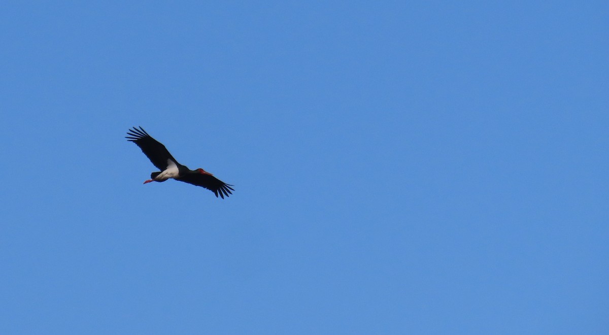 Black Stork - Nicholas Fordyce - Birding Africa