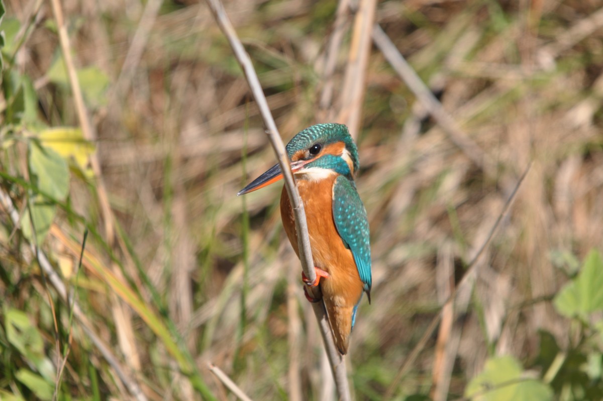 Common Kingfisher - Samuel Hilaire