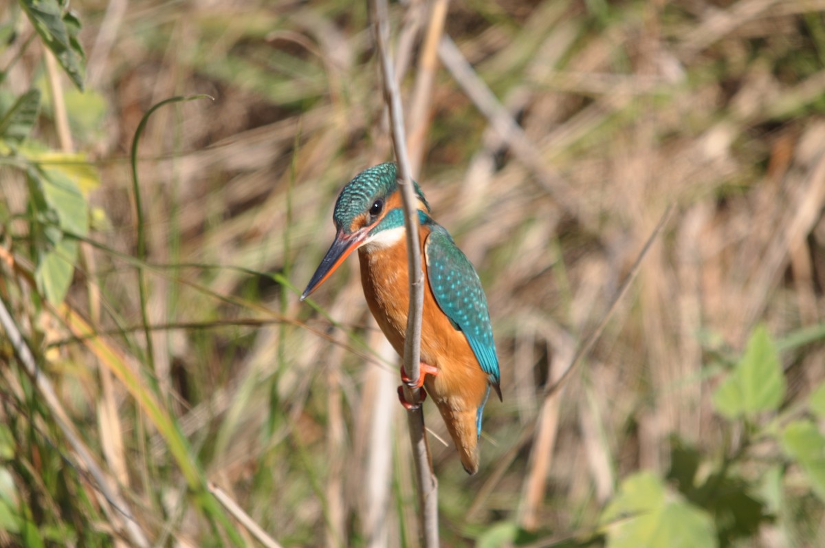 Common Kingfisher - Samuel Hilaire