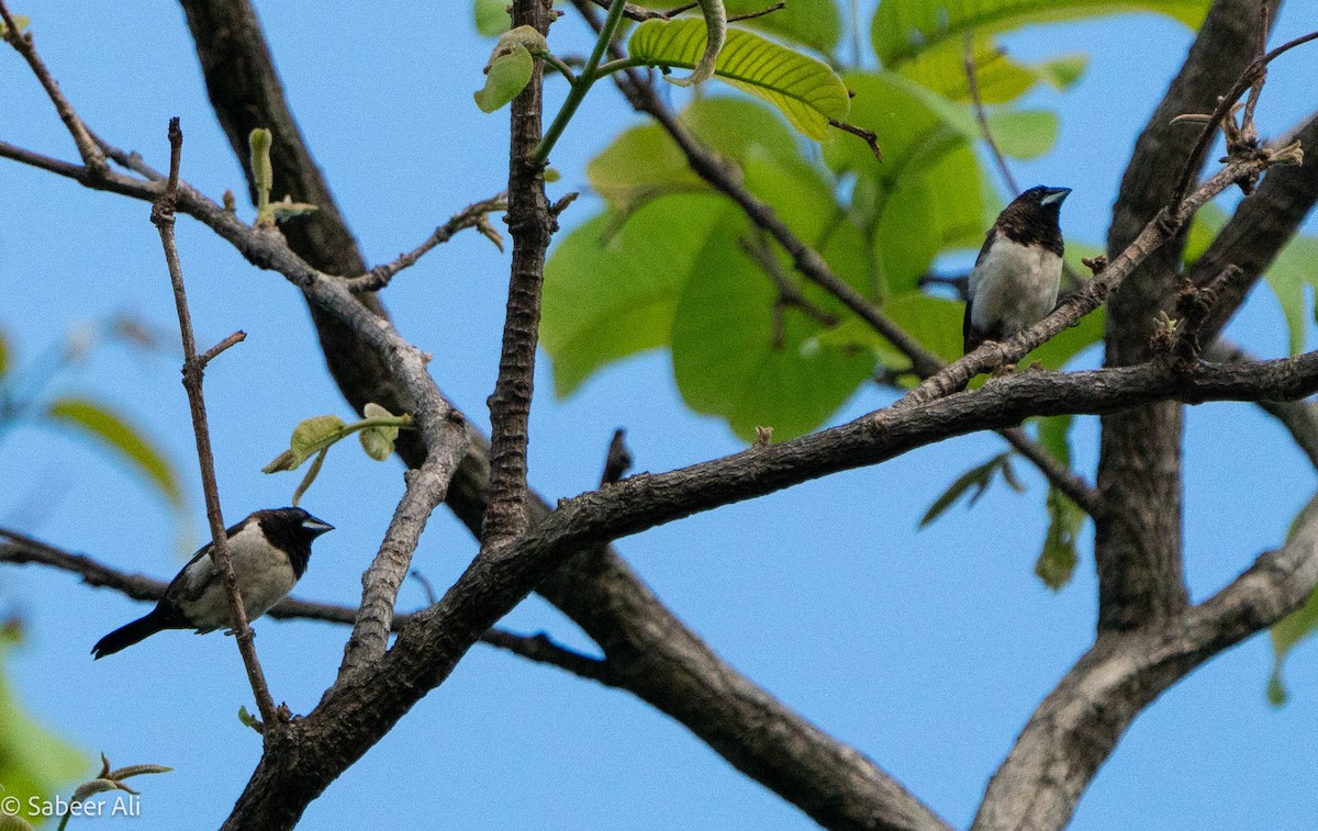 White-rumped Munia - sabeer ali