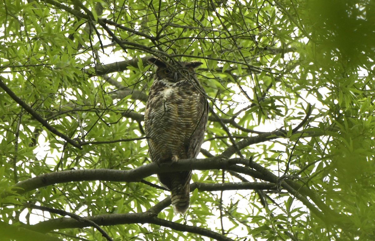 Great Horned Owl - D Denner