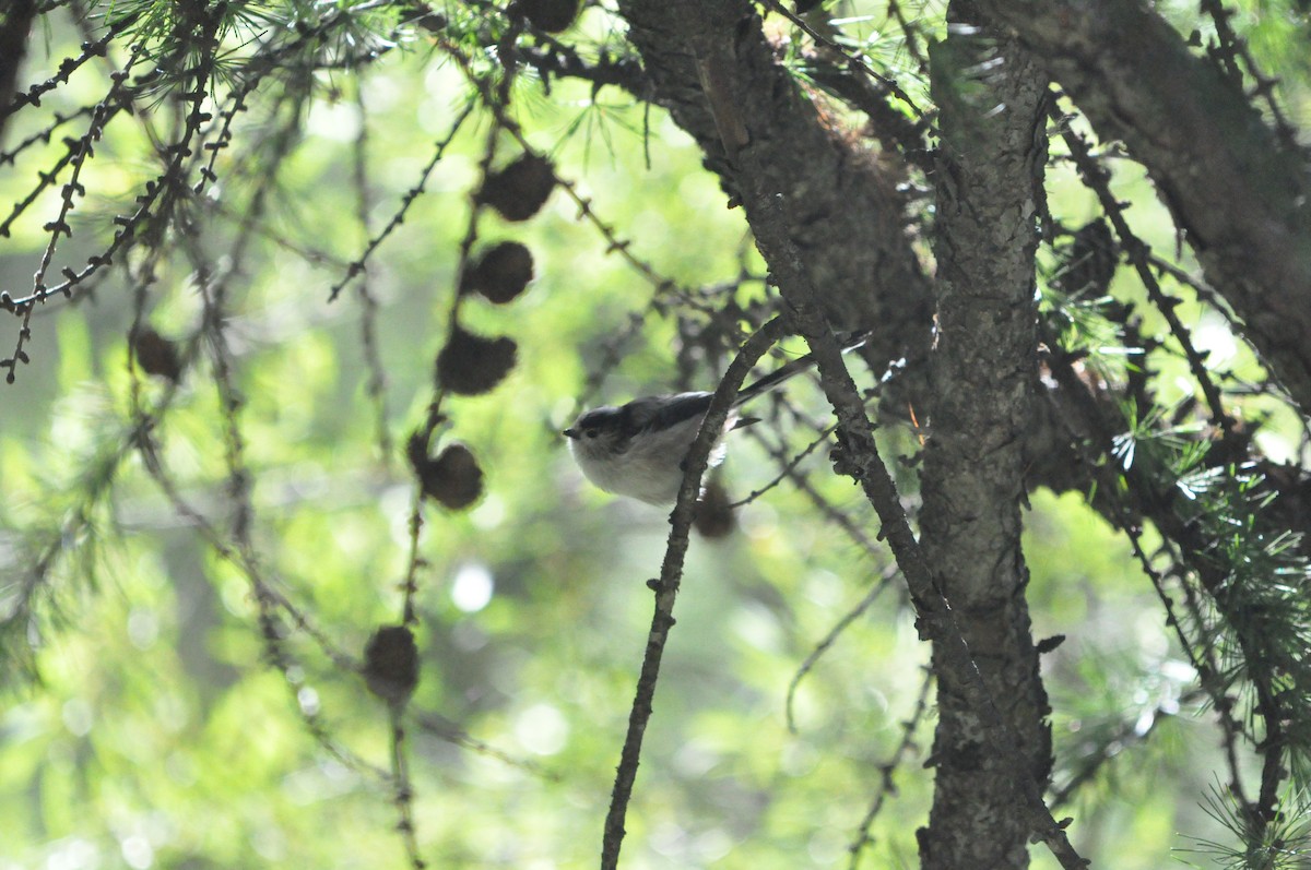 Long-tailed Tit - Samuel Hilaire