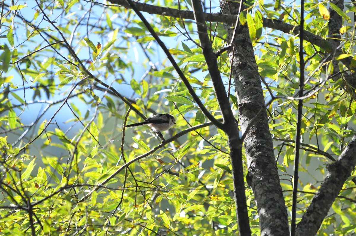 Long-tailed Tit - Samuel Hilaire