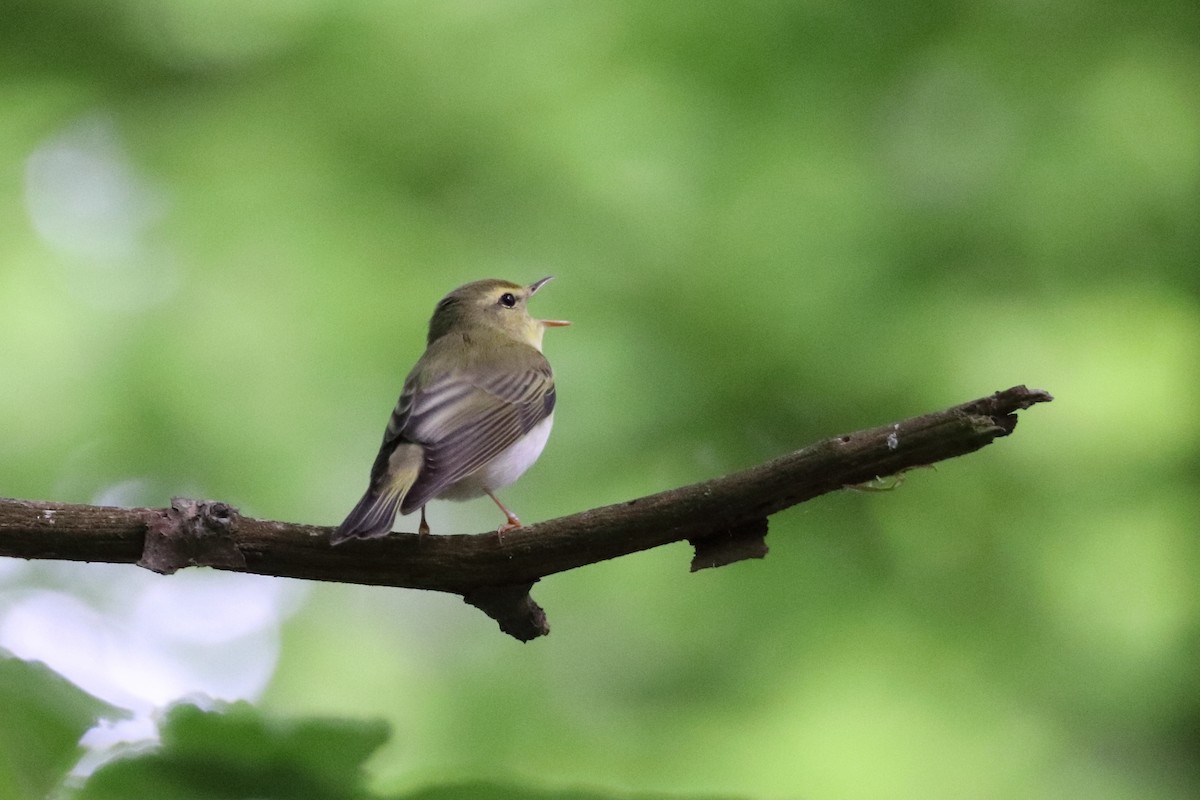 Wood Warbler - Tetiana Lavynska