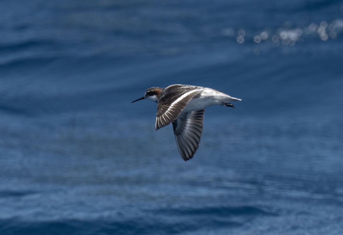 Red-necked Phalarope - Ronnie d'Entremont