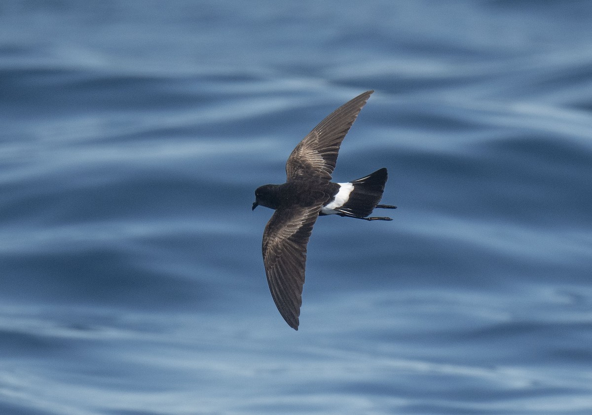 Wilson's Storm-Petrel - Ronnie d'Entremont