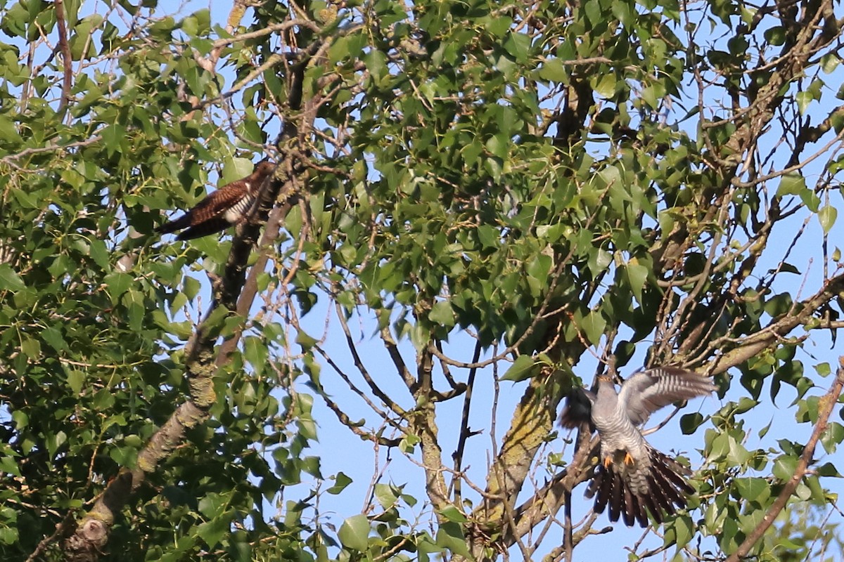 Common Cuckoo - Tetiana Lavynska