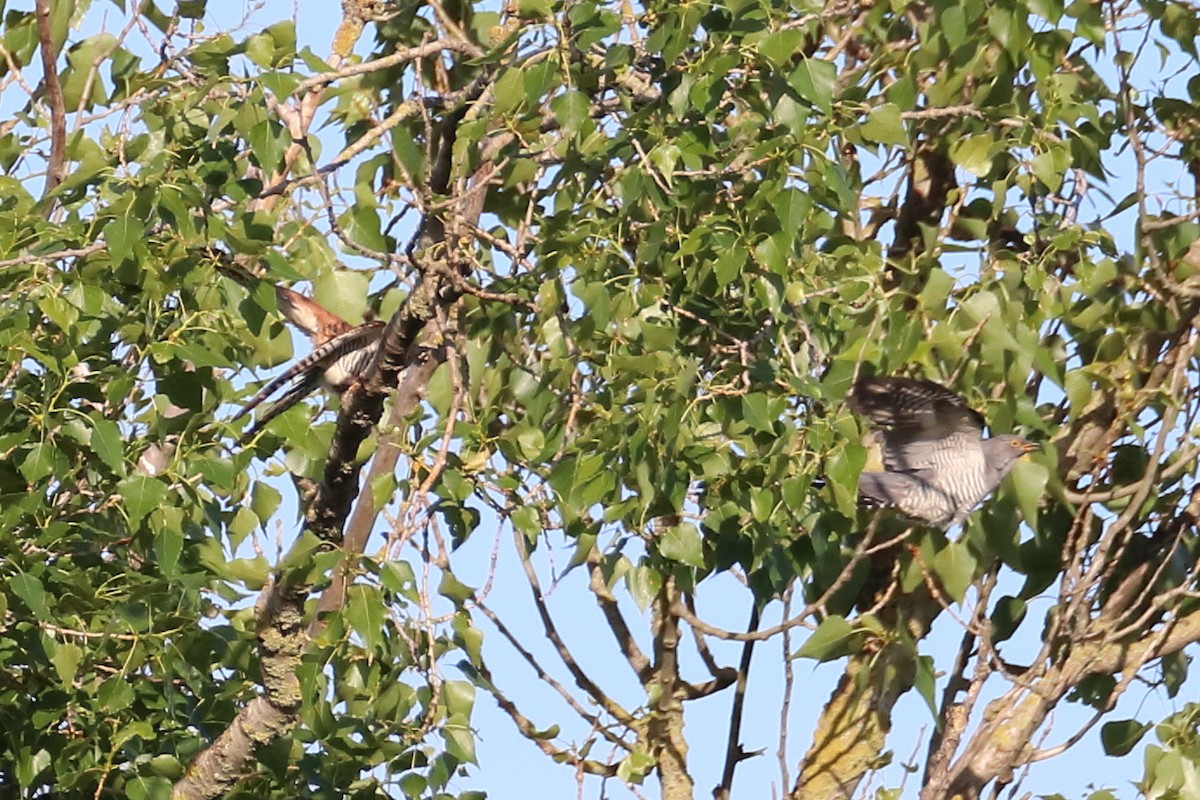 Common Cuckoo - Tetiana Lavynska