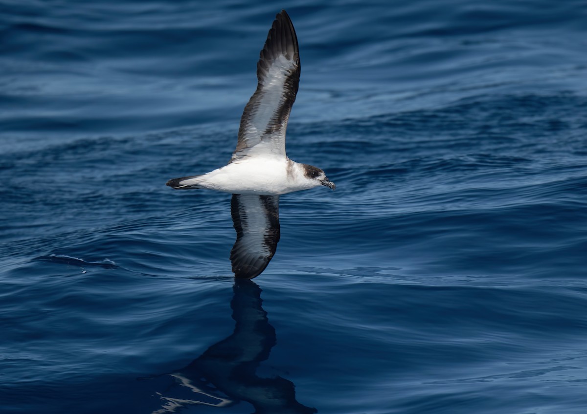 Black-capped Petrel - Ronnie d'Entremont