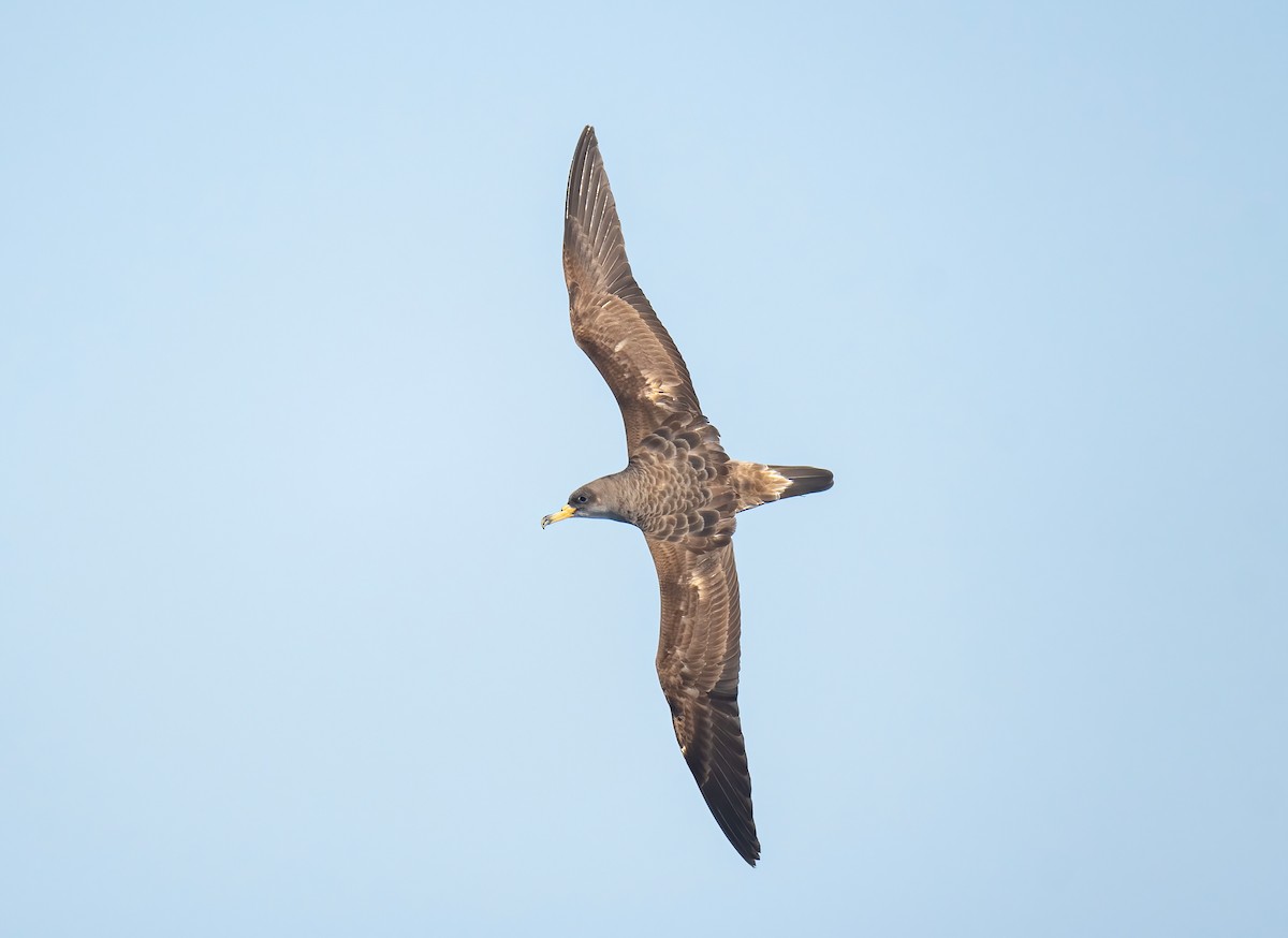 Cory's Shearwater - Ronnie d'Entremont