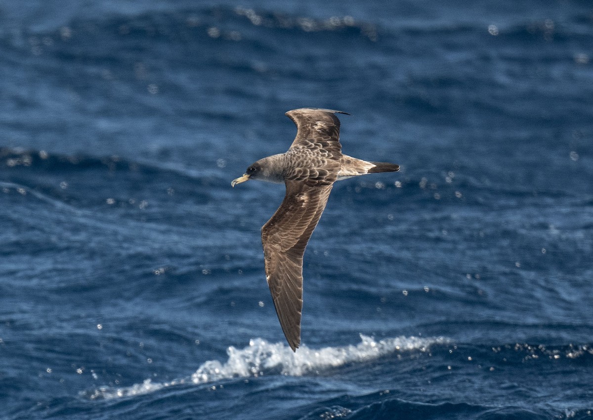 Cory's Shearwater (borealis) - Ronnie d'Entremont