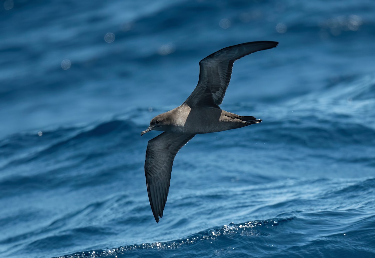 Sooty Shearwater - Ronnie d'Entremont