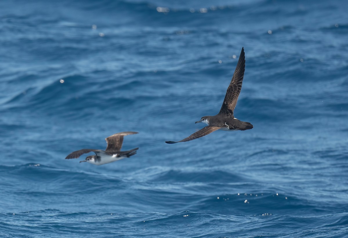 Audubon's Shearwater - Ronnie d'Entremont