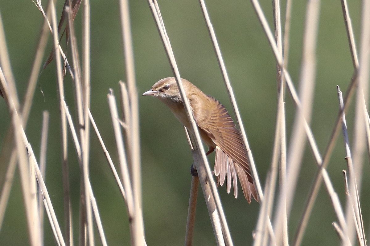 Great Reed Warbler - Tetiana Lavynska