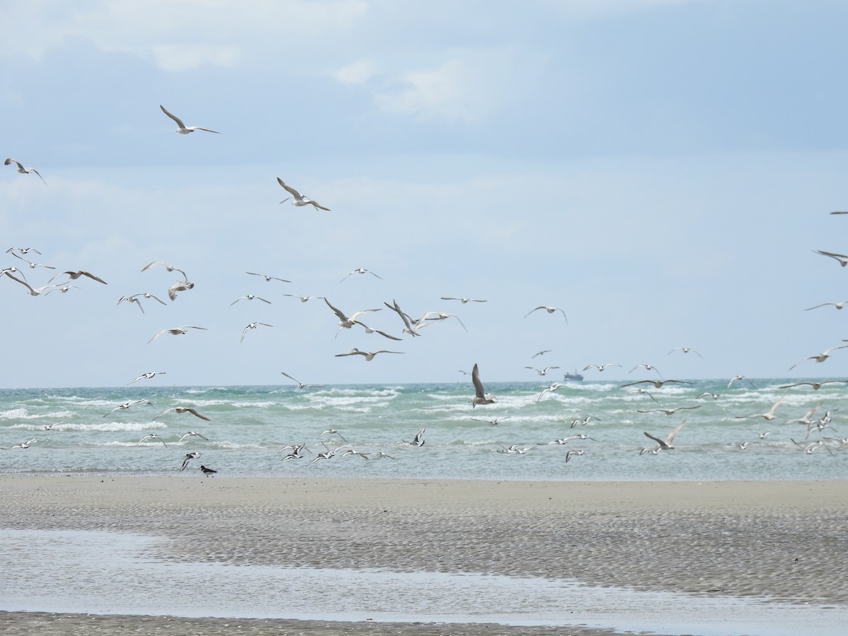 Herring Gull - pierre geoffray