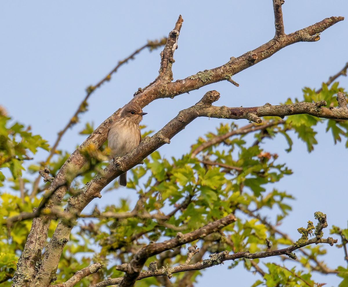 Spotted Flycatcher - Tracey Jolliffe