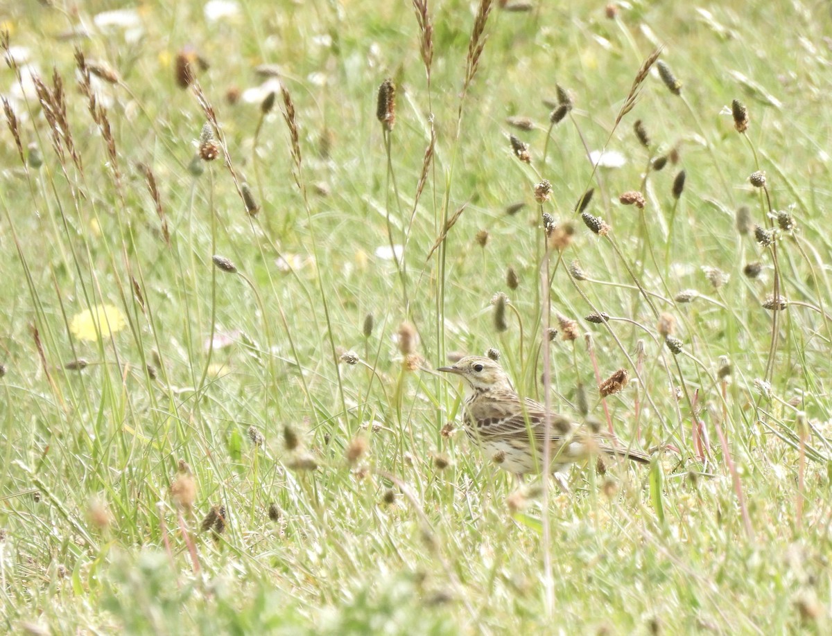 Meadow Pipit - pierre geoffray