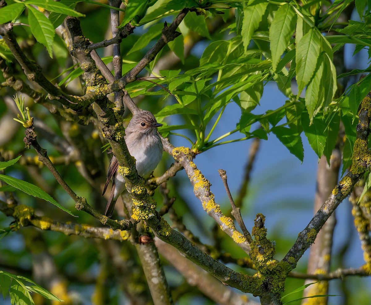 Spotted Flycatcher - Tracey Jolliffe