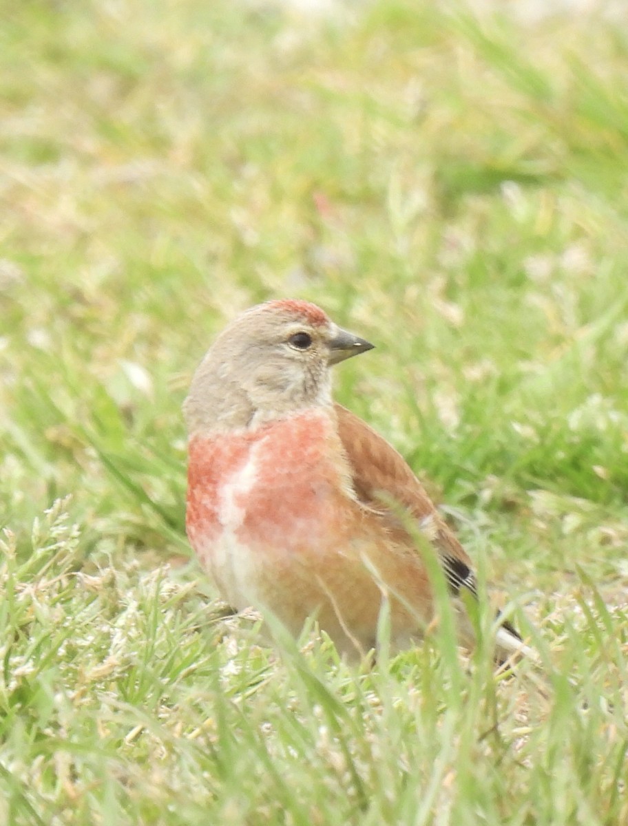 Eurasian Linnet - ML619477711