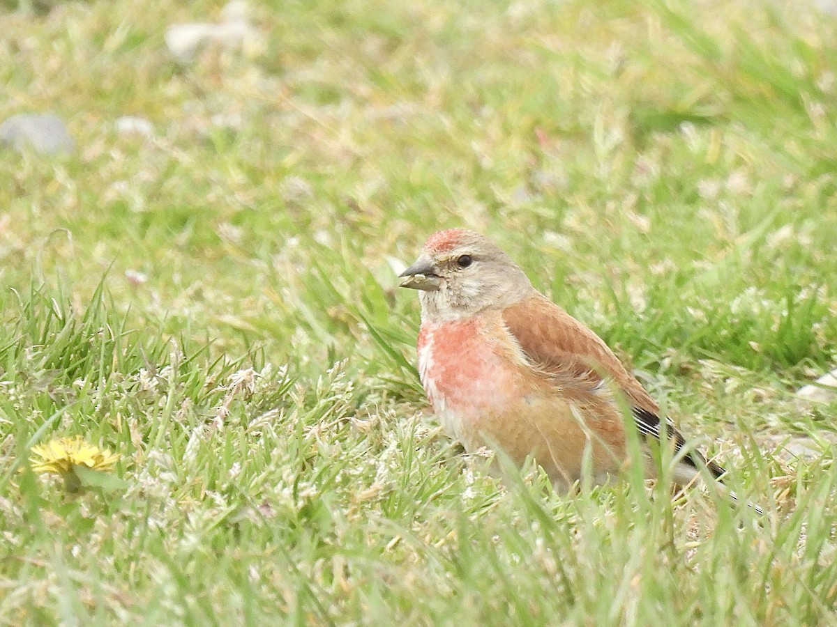 Eurasian Linnet - pierre geoffray