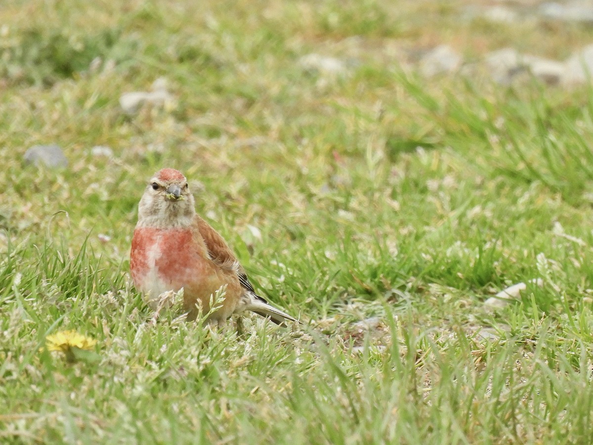 Eurasian Linnet - pierre geoffray