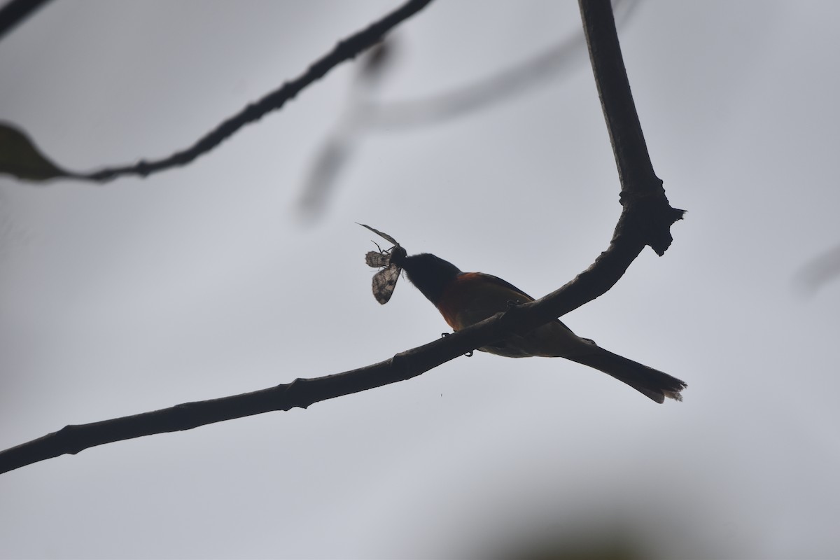 Small Minivet - Gyanchandra Gyani