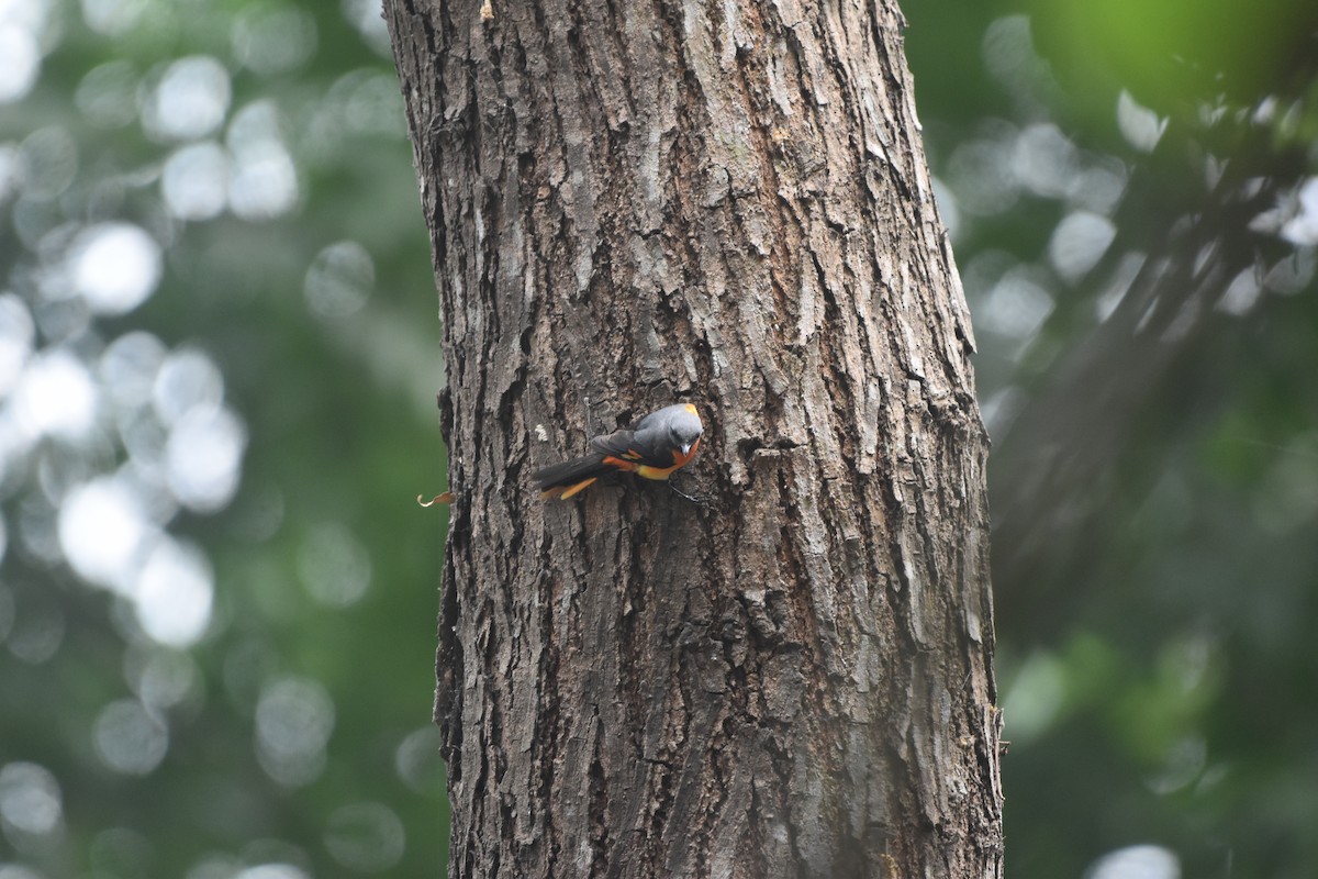 Small Minivet - Gyanchandra Gyani