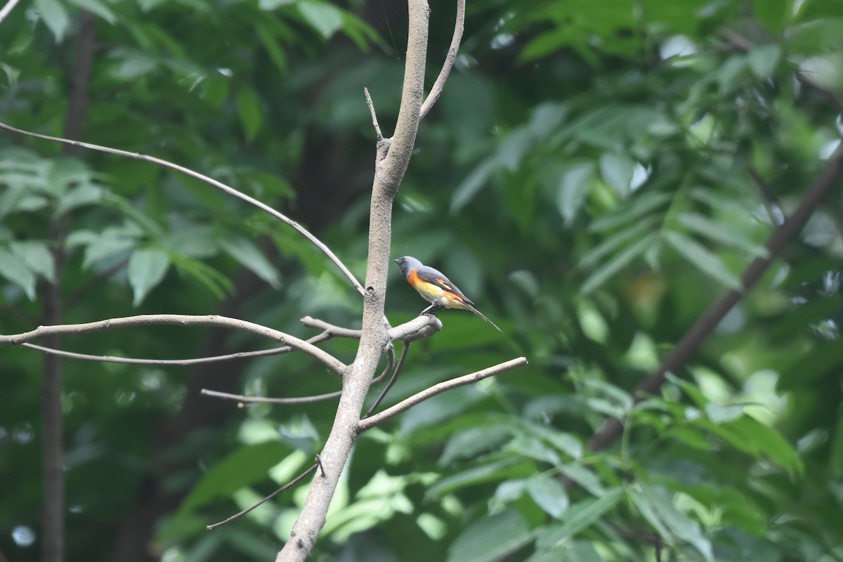 Small Minivet - Gyanchandra Gyani