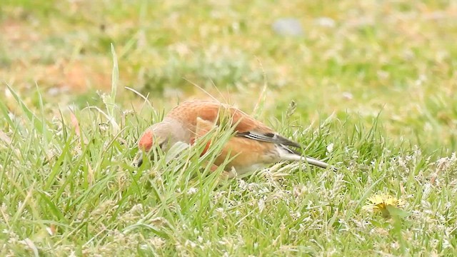 Eurasian Linnet - ML619477718