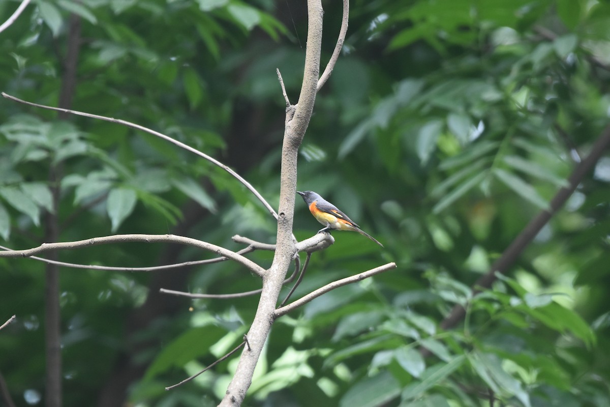 Small Minivet - Gyanchandra Gyani